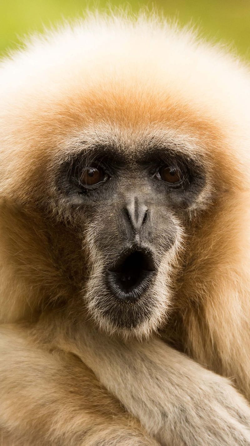 Gibbon for mobile phone, tablet, computer and other devices and . Gibbon, Monkey, Animals, HD phone wallpaper