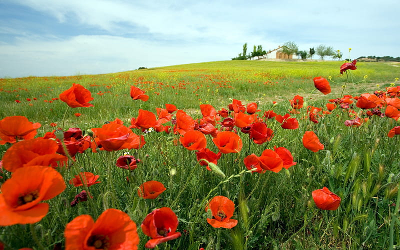 Poppies Field, pretty, house, grass, poppies, clouds, nice, flowers ...