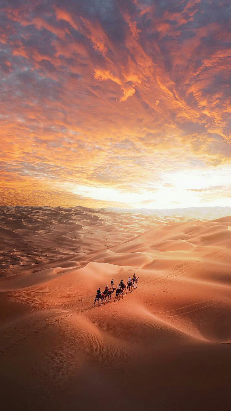 Desert, camels, clouds, nature, sahara, sand dunes, sky, sunset, HD phone wallpaper