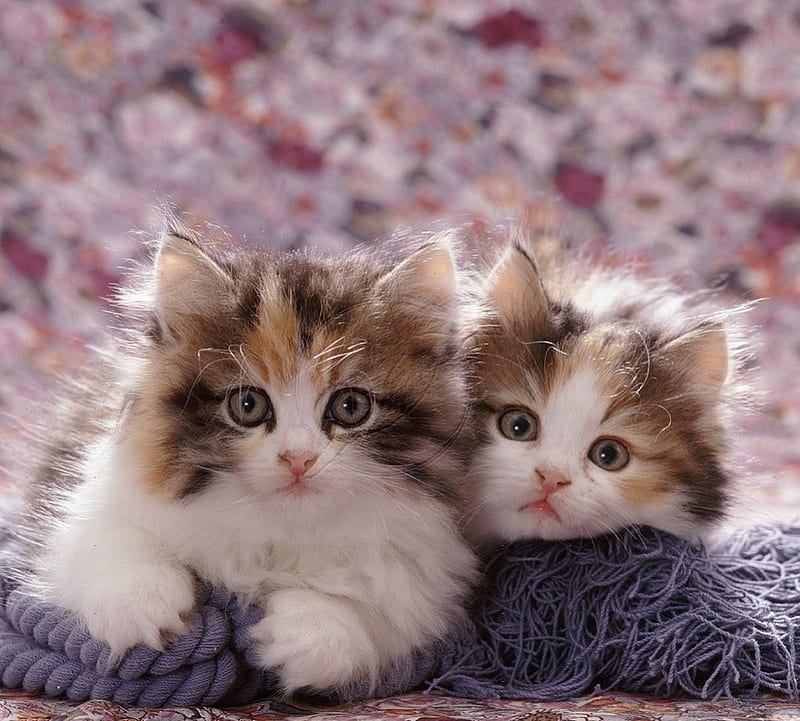 Persian cross kitten pair, Persian kittens, cats, animals, pair, HD wallpaper