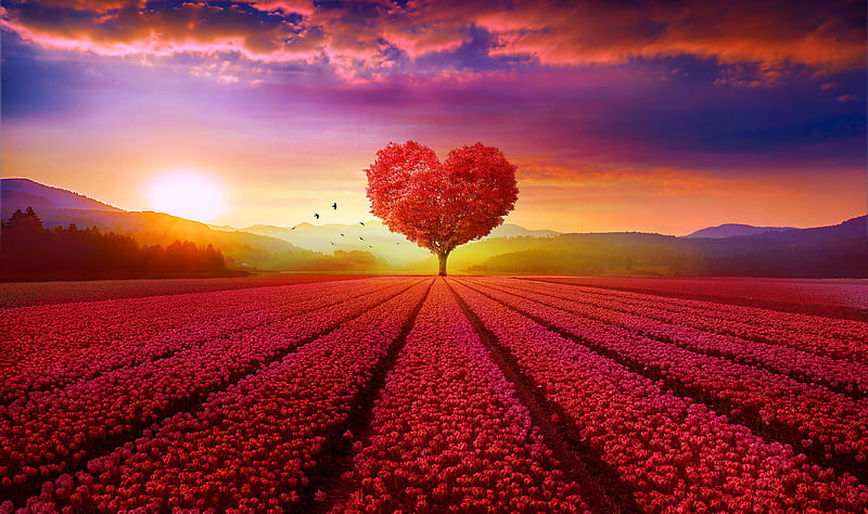 heart shaped tree, sunset, flower field, clouds, romantic, Landscape, HD wallpaper