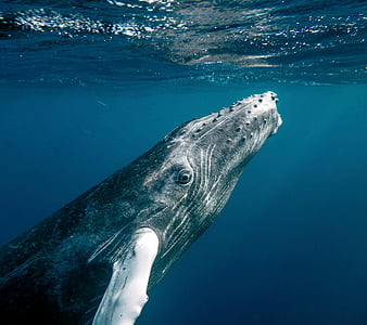 Whales 10, animal, big, large, ocean, sea, whale, HD wallpaper | Peakpx