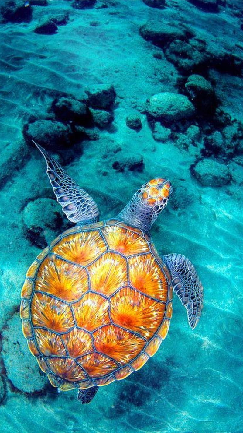 Turtle, animal, beach, blue, creatures, ocean, sea, turtles, HD phone wallpaper