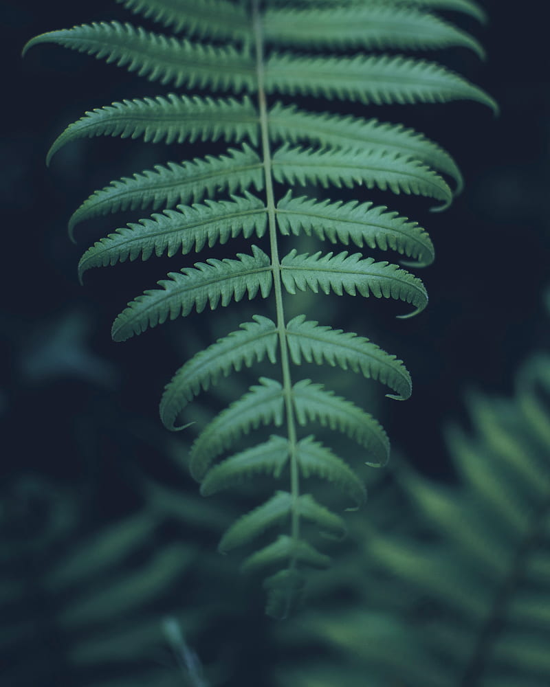 leaf, carved, plant, green, macro, HD phone wallpaper
