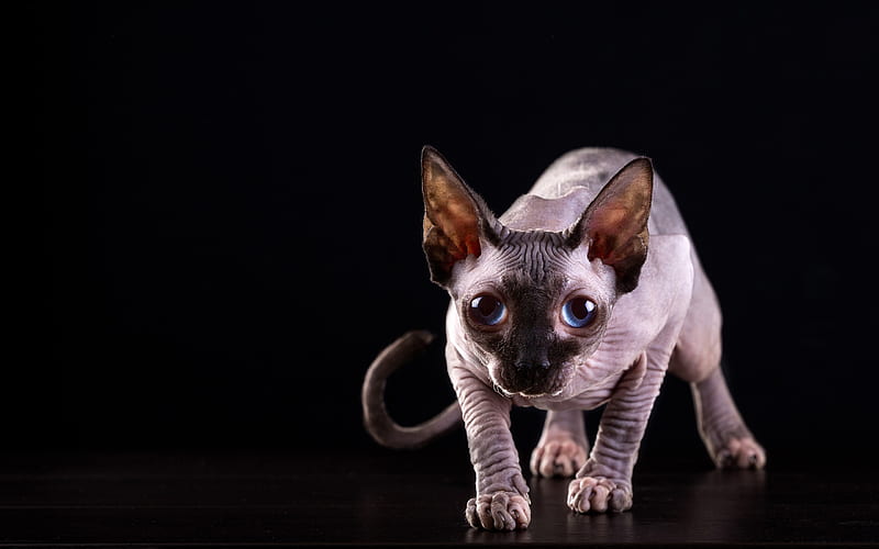 Sphynx cat, domestic cats, courageous cat, pets, HD wallpaper
