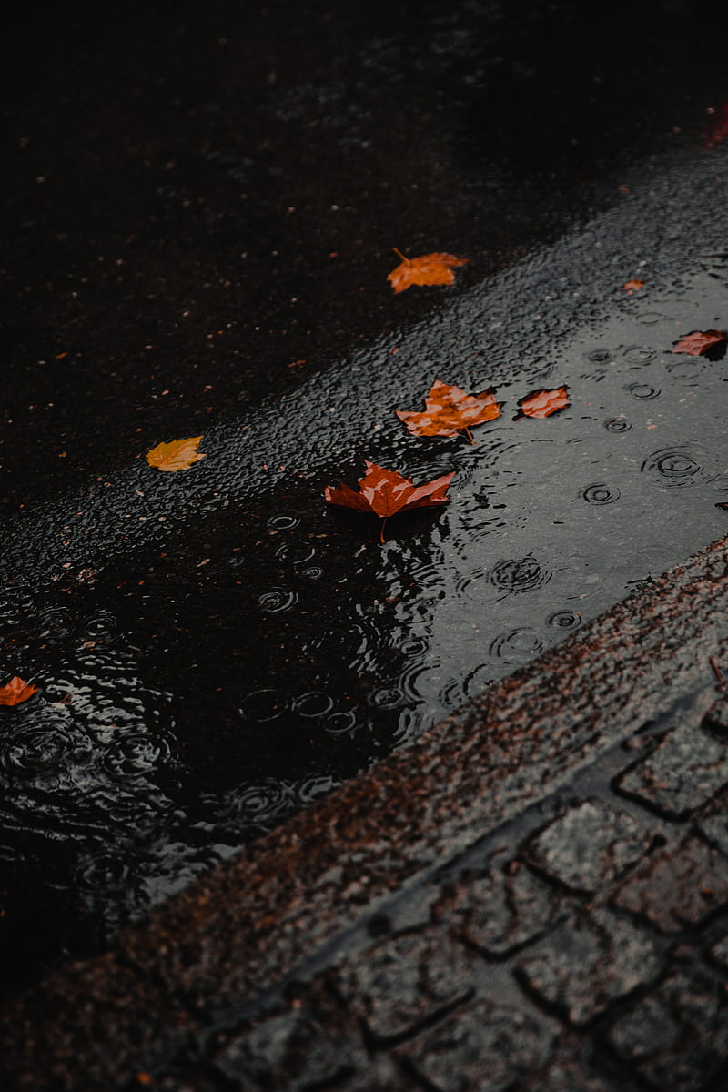 puddle, foliage, rain, wet, asphalt, HD phone wallpaper