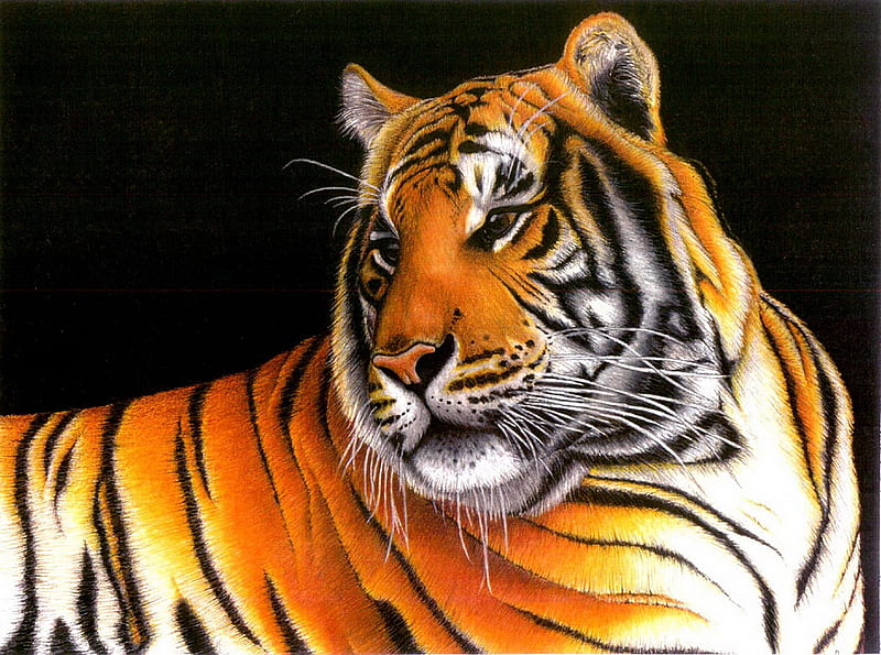 Majestuoso Tigre Felino Vida Silvestre Bengala Tigre Gato Animal Fondo De Pantalla Hd Peakpx