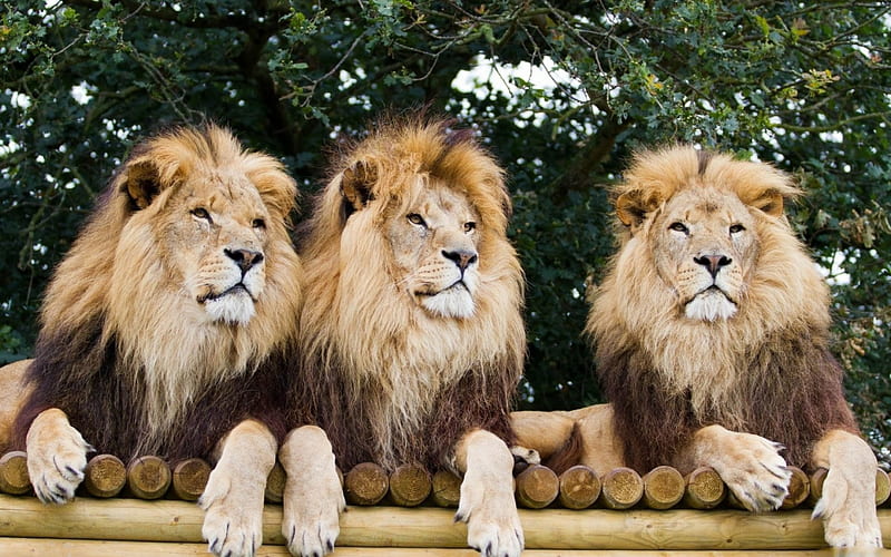 king of the beast, handsome, majestic, bonito, lions, HD wallpaper