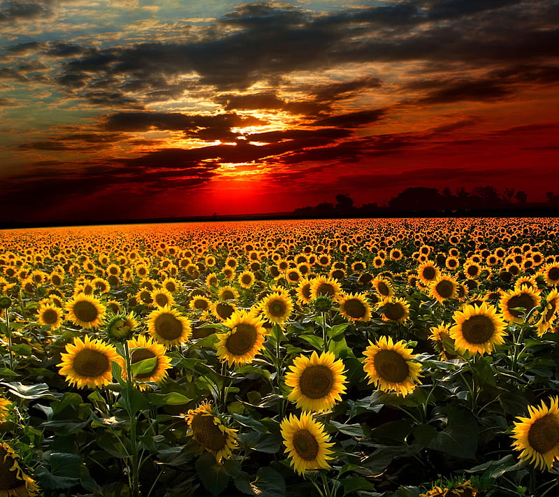 Sunflower, field, flower, plant, sunset, HD wallpaper