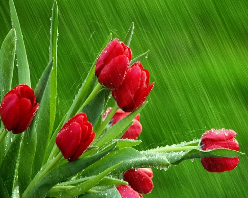 ~Red & Green~, flower, red, gree, tulips, HD wallpaper | Peakpx