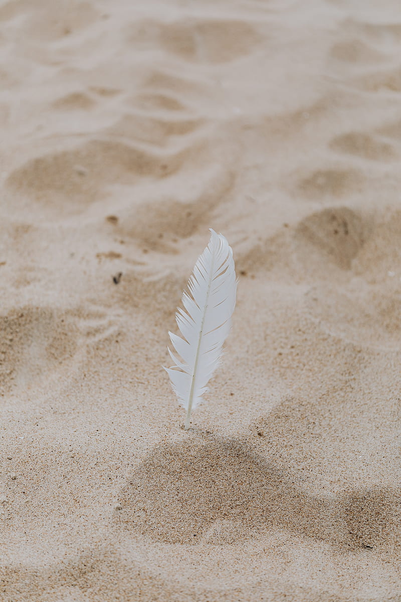 White Feather on Brown Sand, HD phone wallpaper