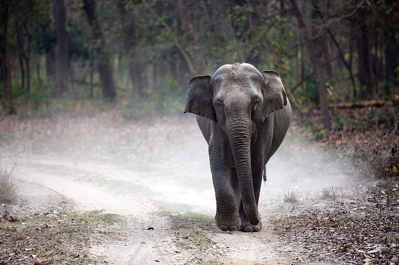 gray elephant cub walking alone on pathway creating dust, HD wallpaper