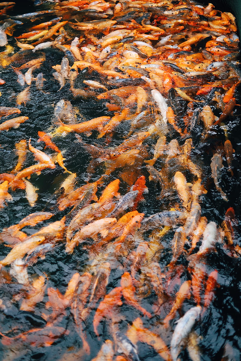 chinese carp, carp, fish, water, HD phone wallpaper