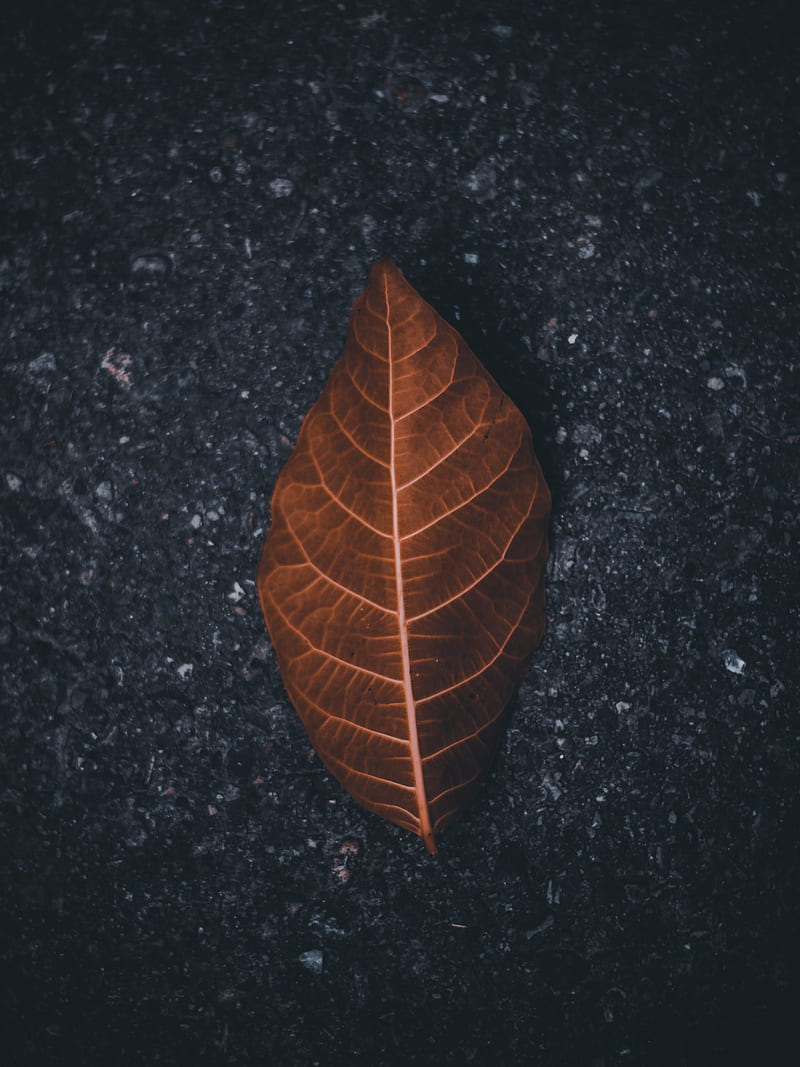 leaf, macro, dry, brown, asphalt, HD phone wallpaper