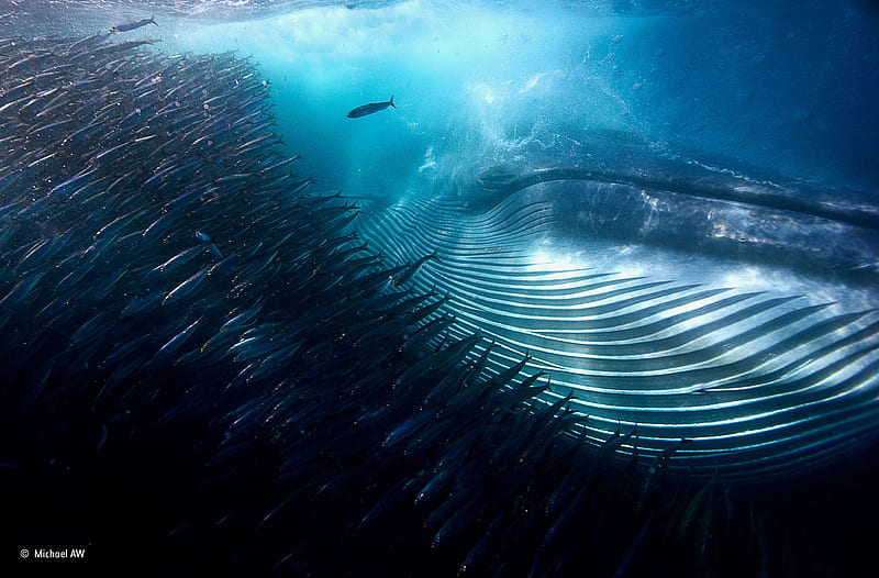 Whale, water, fauna, fish, wild, ocean, animal, sea, HD wallpaper | Peakpx