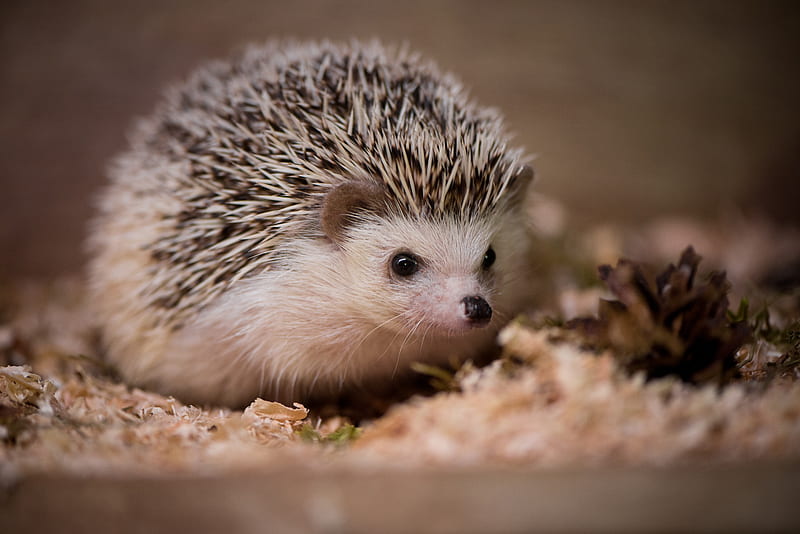 animals, Hedgehog, Macro, Depth of field / and Mobile Background, Cute Porcupine, HD wallpaper