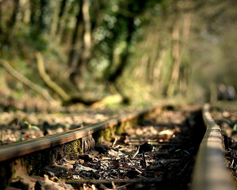 Train Line, graphy, abstract, line, leaf, HD wallpaper