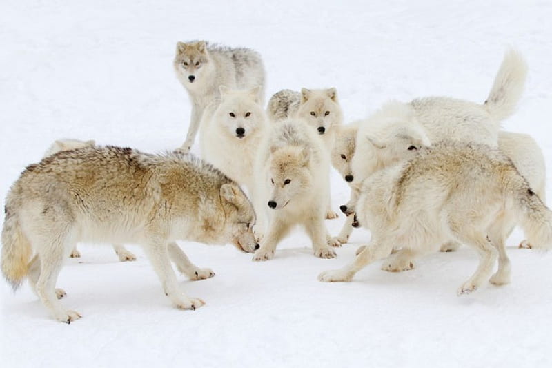 The pack, canislupus, black, saying, timber, wolf, wolves, white ...