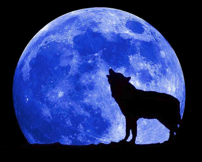 720P free download | WOLF BY THE LIGHT OF THE BLUE MOON, HD wallpaper ...