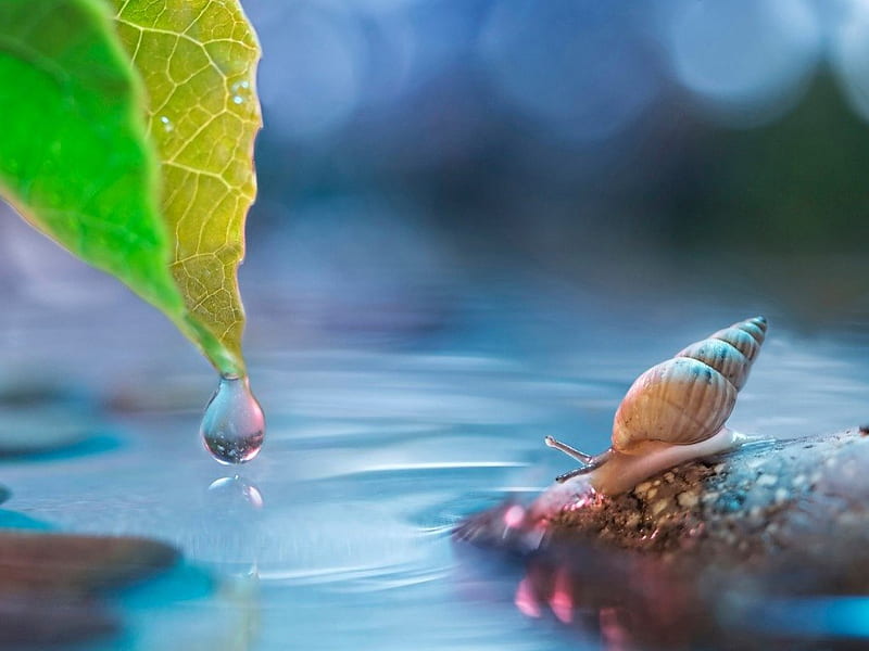 Snail water, drops, leaf, HD wallpaper