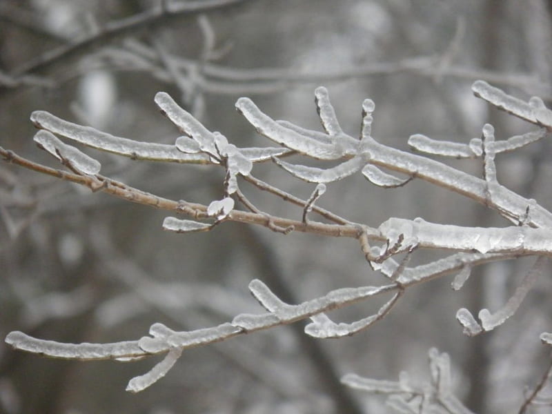 ice storm, ice, tree, storm, cold, HD wallpaper