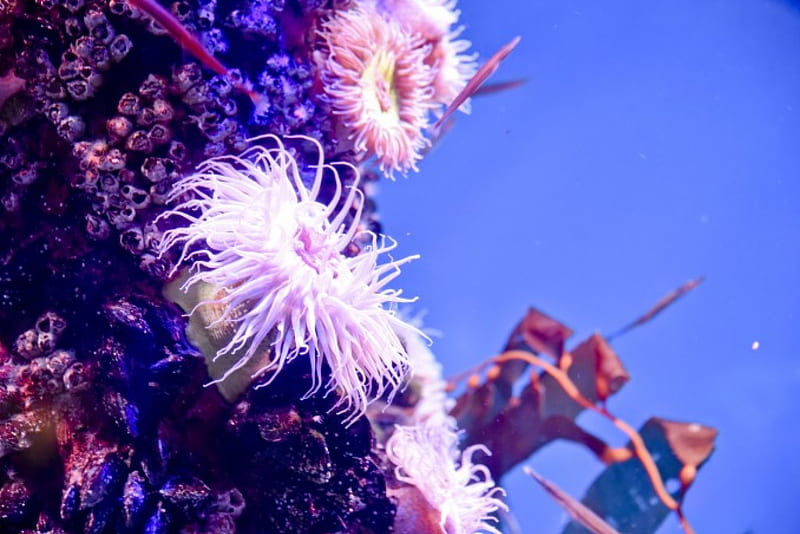 Sea Urchins and Starfish, Underwater, Oceans, Sealife, Nature, HD wallpaper