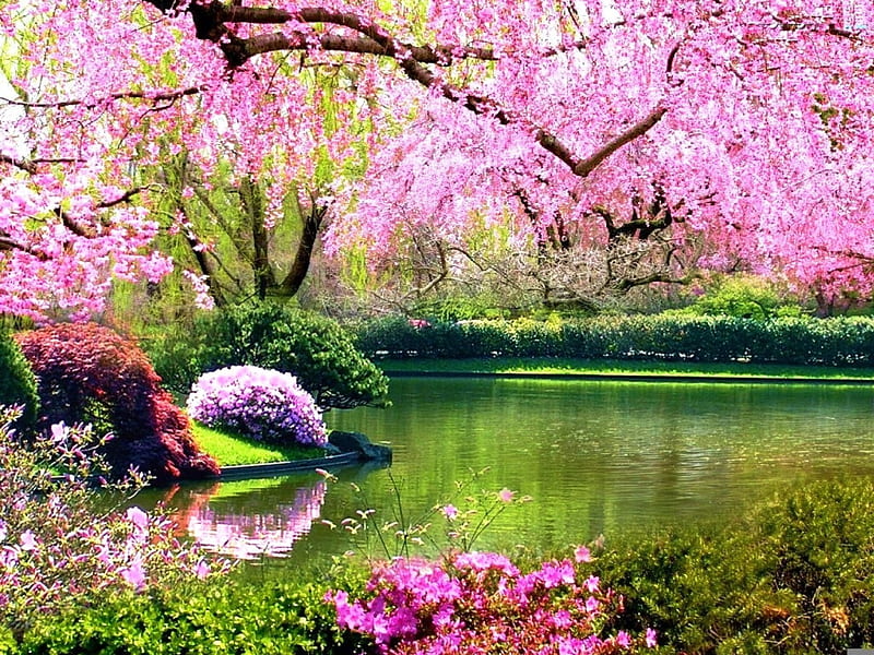 Spring Blossoms, tree, river, water, blooming, HD wallpaper