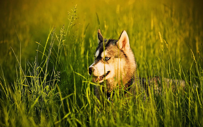 Husky Dog, lawn, cute animals, summer, pets, Siberian Husky, dogs, Husky, HD wallpaper