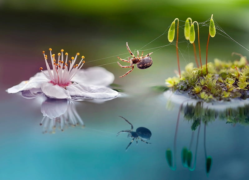 Spiders, Spider, Flower, Insect, Macro, Reflection, HD wallpaper