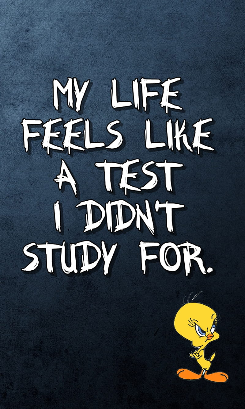 HD wallpaper my life cool feels funny new quote saying sign study test