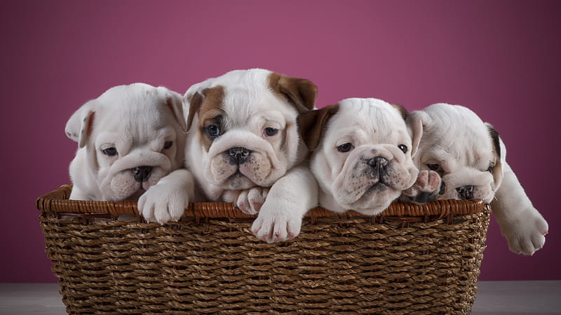 Cute Four English Bulldog Puppy Inside Bamboo Basket In Onion Purple Background Animals, HD wallpaper