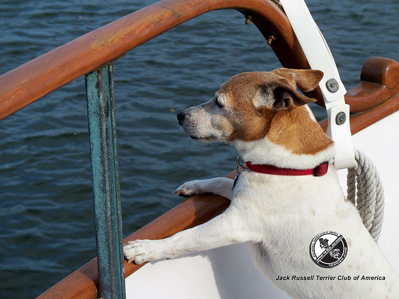 Jack-Russell-Terrier-Captain, pet, boat, captain, dog, HD wallpaper | Peakpx
