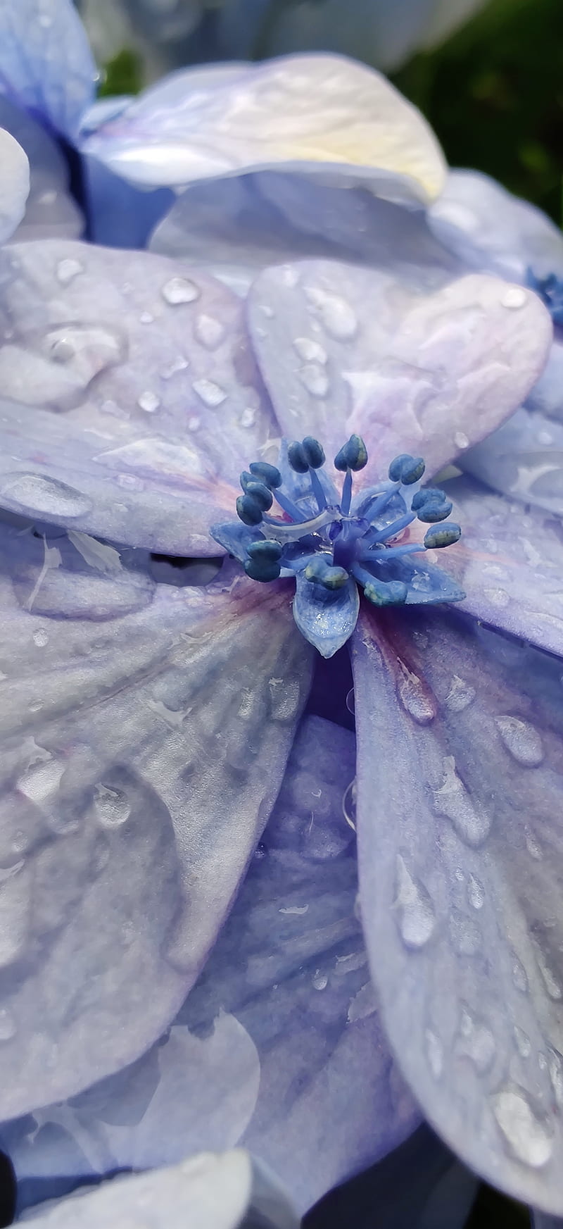 Blue Flower, blue, flower, flowers, frozen, makro, rain, water, HD phone wallpaper