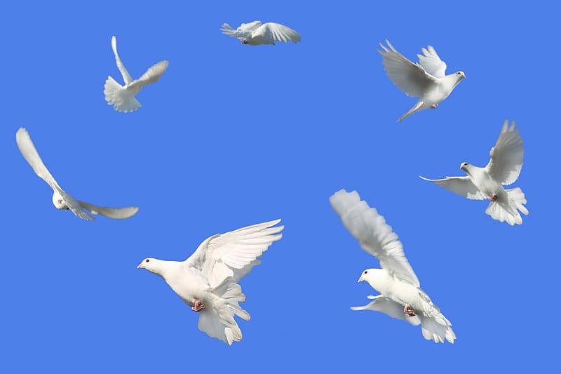 Circle of White Doves, doves, birds, white, sky, blue, HD wallpaper