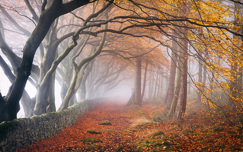 Misty Forest, path, forest, autumn, mist, HD wallpaper