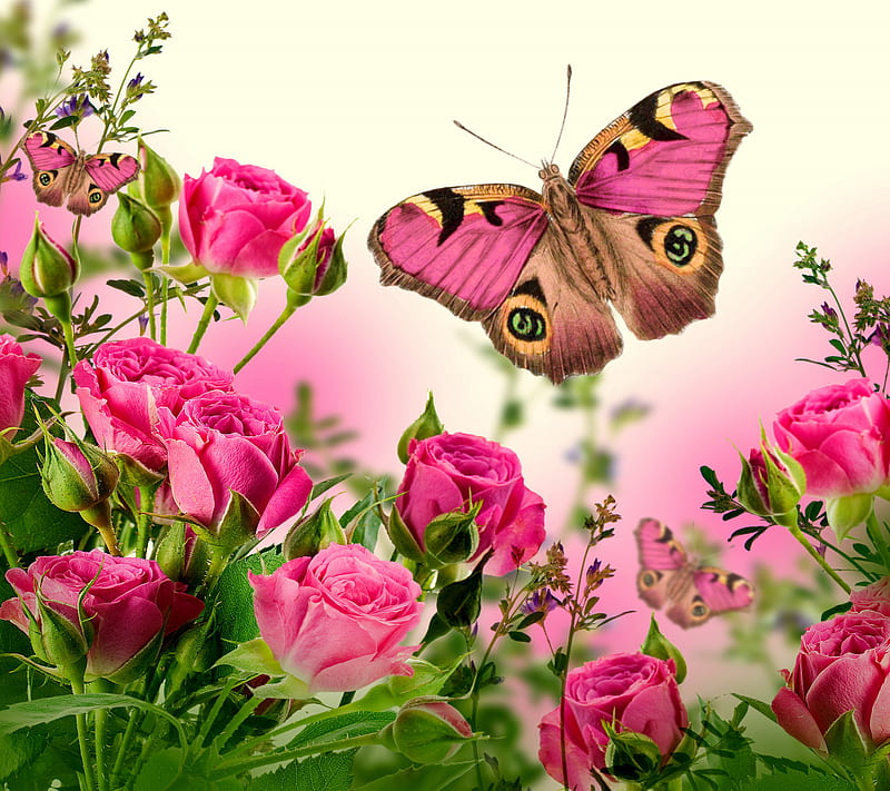 Floral Butterflies, bonito, butterfly, flowers, pink, roses, HD ...