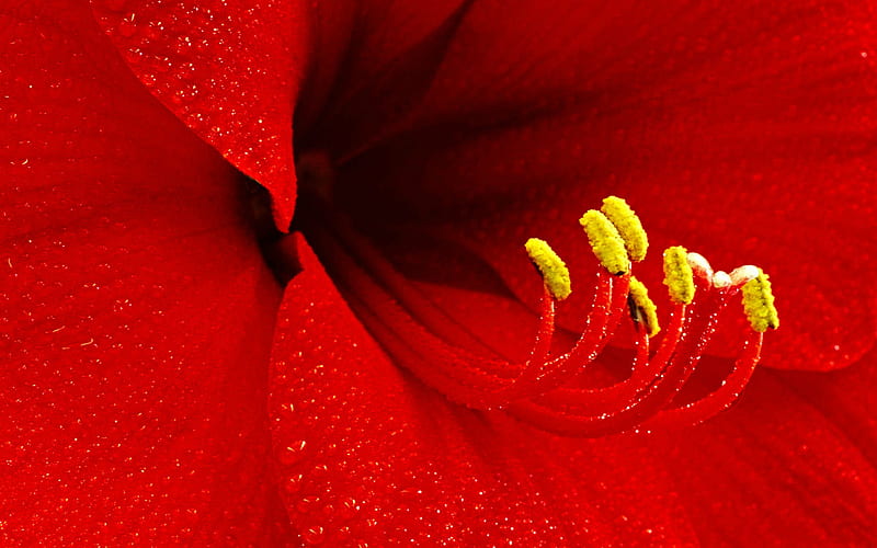 Amaryllis Flower Closeup, beauty, red, flowers, nature, HD wallpaper