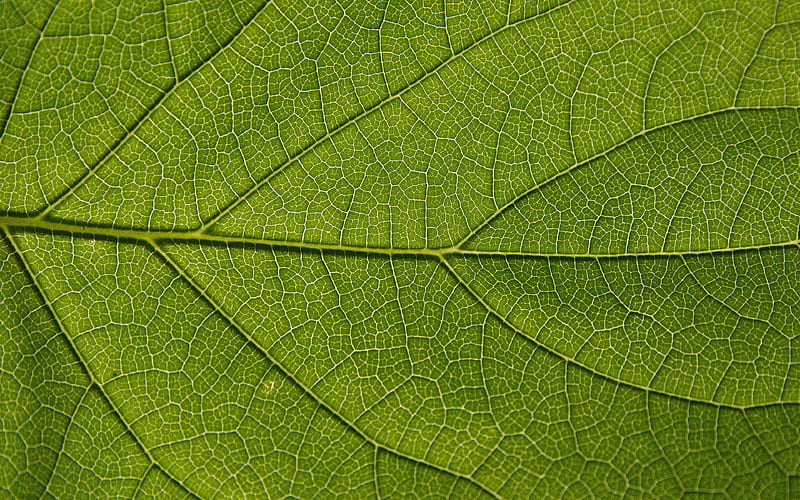 green leaves texture leaf textures, leaves, leaves texture, green leaf, macro, leaf pattern, green leaves, HD wallpaper