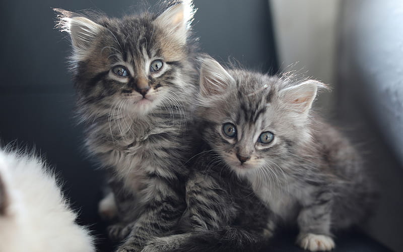 gray fluffy kittens, gray little cats, cute animals, kittens, pets, cats, HD wallpaper