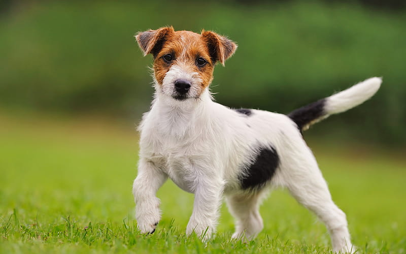 Jack Russell Terrier, small dog, cute animals, pets, dogs, green grass, hunting breed of dogs, HD wallpaper