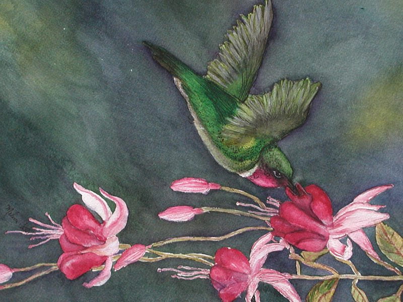 HUMMERS ON A FUSHIA, humming, bird, flower, fushia, north american, HD wallpaper