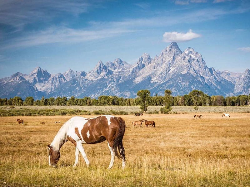 Lovely Wild Horses, grass, horses, wild, mountains, HD wallpaper