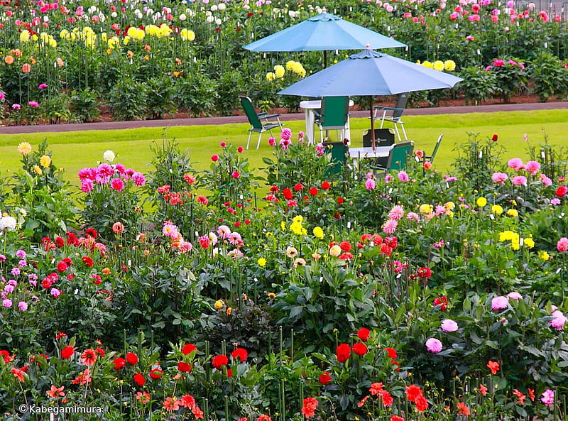 Dahlia Garden Setting, variety, umbrellas, tables, bright, chairs, flowers, colours, blooms, HD wallpaper