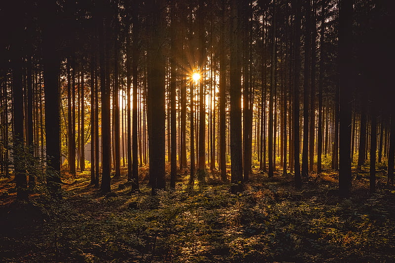 Sunbeams Between Forest Trees, sunbeam, trees, nature, forest, HD wallpaper
