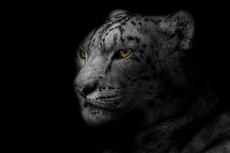 leopard, muzzle, predator, big cat, spotted, bw, HD wallpaper