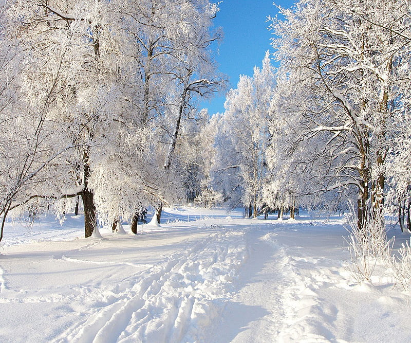 Winterland, white, winter, HD wallpaper