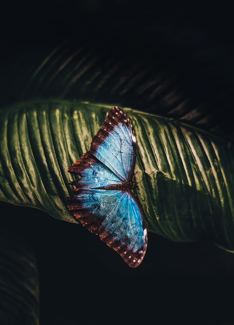 blue and brown butterfly perching on leaf, HD phone wallpaper