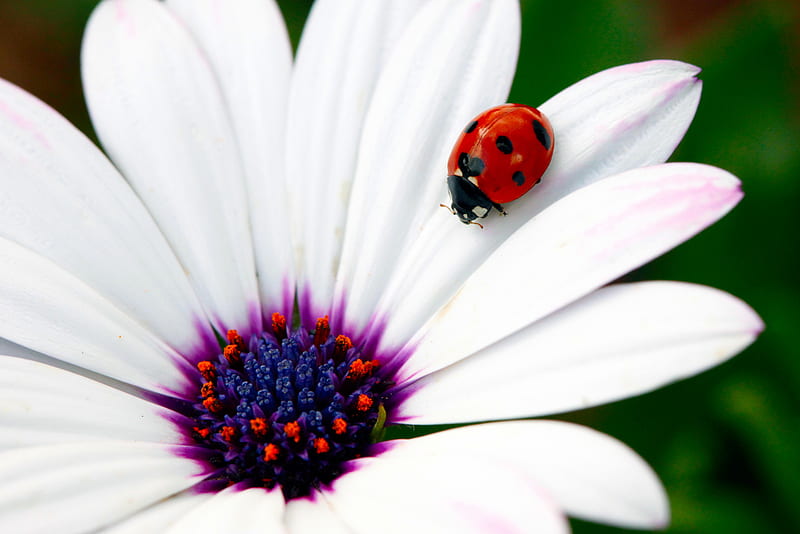 pretty ladybug&flower, red, ladybug, spots, flower, bonito, spring, white, daisy, HD wallpaper