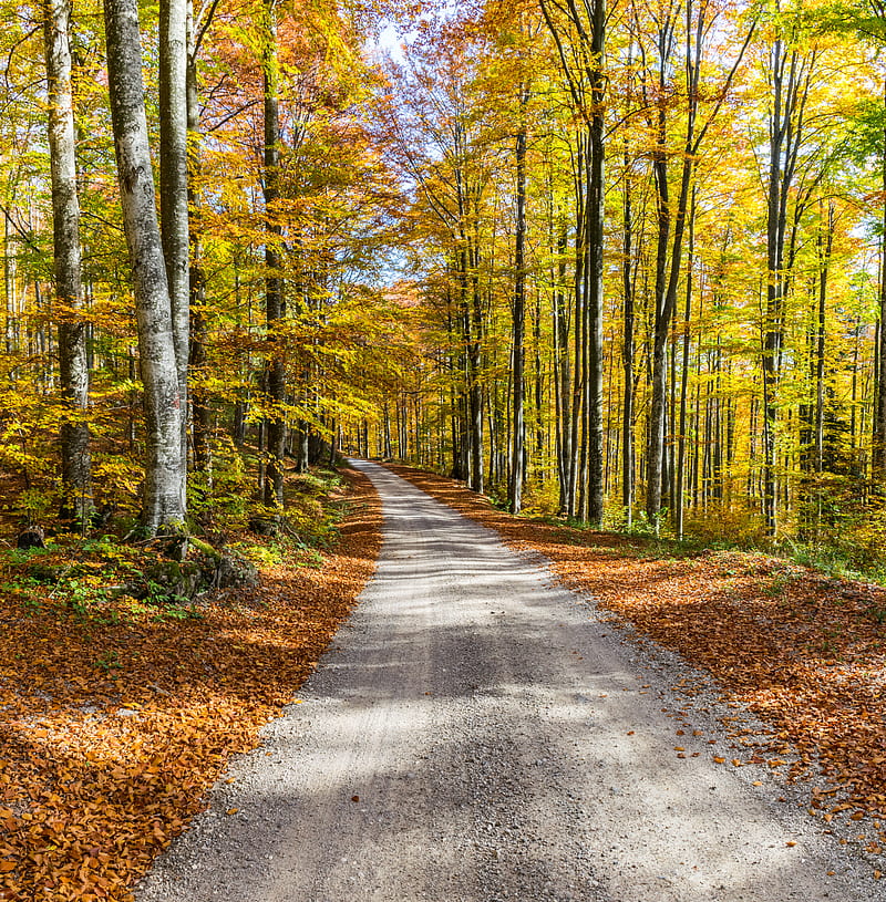 road, autumn, trees, foliage, HD phone wallpaper