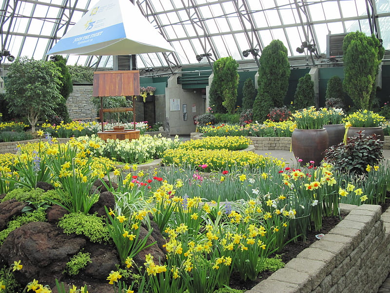 Colorful Garden 16, Daffodils, graphy, green, yellow, garden, Flowers, trees, HD wallpaper